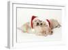 Golden Retriever, 3 Weeks Old Puppies Asleep-null-Framed Photographic Print