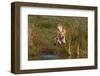 Golden Retriever Airborne as it Lunges into Pond to Begin Retrieve, Woodstock, Illinois, USA-Lynn M^ Stone-Framed Photographic Print