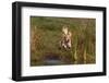 Golden Retriever Airborne as it Lunges into Pond to Begin Retrieve, Woodstock, Illinois, USA-Lynn M^ Stone-Framed Photographic Print