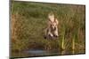 Golden Retriever Airborne as it Lunges into Pond to Begin Retrieve, Woodstock, Illinois, USA-Lynn M^ Stone-Mounted Photographic Print