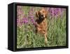 Golden Retriever Amongst Meadow Flowers, USA-Lynn M. Stone-Framed Stretched Canvas