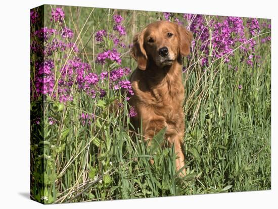 Golden Retriever Amongst Meadow Flowers, USA-Lynn M. Stone-Stretched Canvas