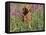 Golden Retriever Amongst Meadow Flowers, USA-Lynn M. Stone-Framed Stretched Canvas