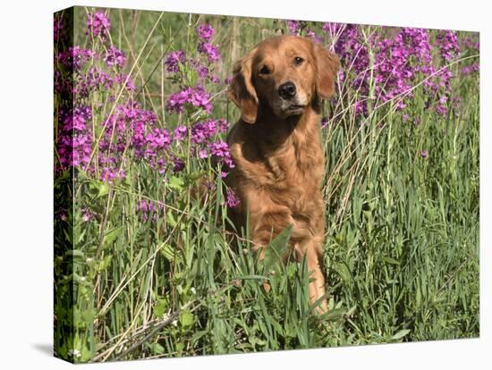 Golden Retriever Amongst Meadow Flowers, USA-Lynn M. Stone-Stretched Canvas