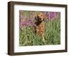 Golden Retriever Amongst Meadow Flowers, USA-Lynn M. Stone-Framed Premium Photographic Print