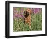 Golden Retriever Amongst Meadow Flowers, USA-Lynn M. Stone-Framed Premium Photographic Print