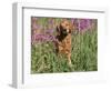 Golden Retriever Amongst Meadow Flowers, USA-Lynn M. Stone-Framed Premium Photographic Print