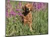 Golden Retriever Amongst Meadow Flowers, USA-Lynn M. Stone-Mounted Premium Photographic Print