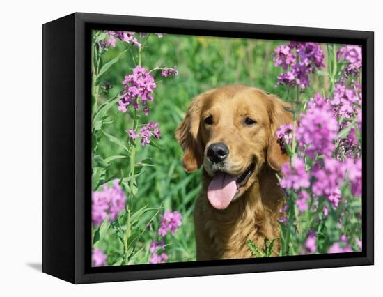 Golden Retriever Amongst Meadow Flowers, USA-Lynn M. Stone-Framed Stretched Canvas