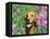 Golden Retriever Amongst Meadow Flowers, USA-Lynn M. Stone-Framed Stretched Canvas