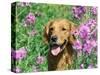 Golden Retriever Amongst Meadow Flowers, USA-Lynn M. Stone-Stretched Canvas