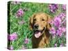 Golden Retriever Amongst Meadow Flowers, USA-Lynn M. Stone-Stretched Canvas