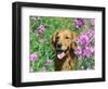 Golden Retriever Amongst Meadow Flowers, USA-Lynn M. Stone-Framed Premium Photographic Print