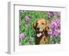 Golden Retriever Amongst Meadow Flowers, USA-Lynn M. Stone-Framed Premium Photographic Print