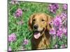 Golden Retriever Amongst Meadow Flowers, USA-Lynn M. Stone-Mounted Premium Photographic Print