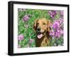 Golden Retriever Amongst Meadow Flowers, USA-Lynn M. Stone-Framed Photographic Print