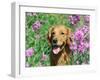 Golden Retriever Amongst Meadow Flowers, USA-Lynn M. Stone-Framed Photographic Print