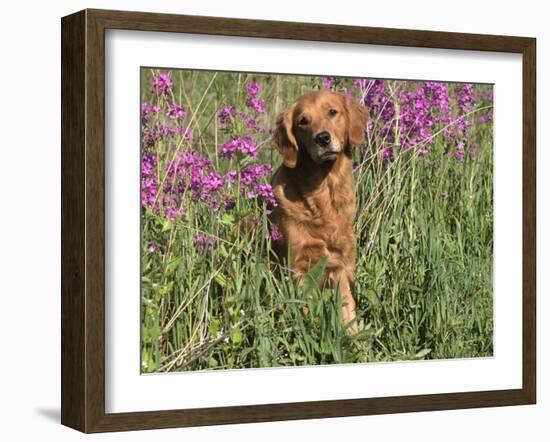 Golden Retriever Amongst Meadow Flowers, USA-Lynn M. Stone-Framed Photographic Print