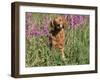 Golden Retriever Amongst Meadow Flowers, USA-Lynn M. Stone-Framed Photographic Print