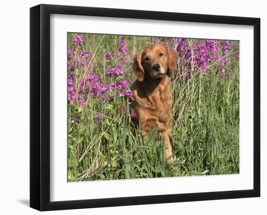 Golden Retriever Amongst Meadow Flowers, USA-Lynn M. Stone-Framed Photographic Print