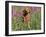 Golden Retriever Amongst Meadow Flowers, USA-Lynn M. Stone-Framed Photographic Print