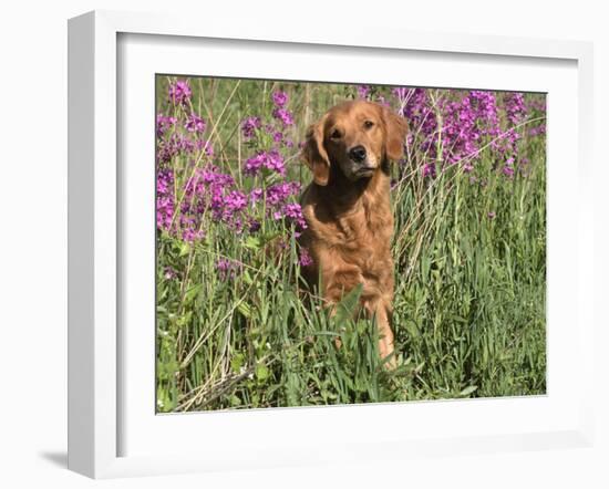 Golden Retriever Amongst Meadow Flowers, USA-Lynn M. Stone-Framed Photographic Print