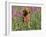 Golden Retriever Amongst Meadow Flowers, USA-Lynn M. Stone-Framed Photographic Print