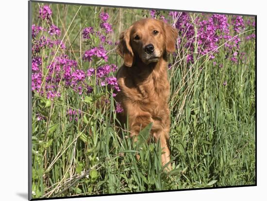 Golden Retriever Amongst Meadow Flowers, USA-Lynn M. Stone-Mounted Photographic Print