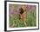 Golden Retriever Amongst Meadow Flowers, USA-Lynn M. Stone-Framed Photographic Print