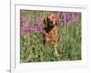 Golden Retriever Amongst Meadow Flowers, USA-Lynn M. Stone-Framed Photographic Print