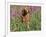 Golden Retriever Amongst Meadow Flowers, USA-Lynn M. Stone-Framed Photographic Print