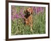 Golden Retriever Amongst Meadow Flowers, USA-Lynn M. Stone-Framed Photographic Print