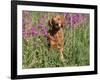 Golden Retriever Amongst Meadow Flowers, USA-Lynn M. Stone-Framed Photographic Print