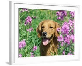 Golden Retriever Amongst Meadow Flowers, USA-Lynn M. Stone-Framed Photographic Print