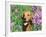 Golden Retriever Amongst Meadow Flowers, USA-Lynn M. Stone-Framed Photographic Print