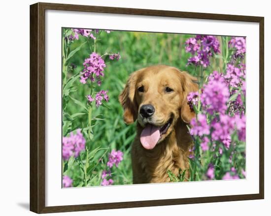 Golden Retriever Amongst Meadow Flowers, USA-Lynn M. Stone-Framed Photographic Print