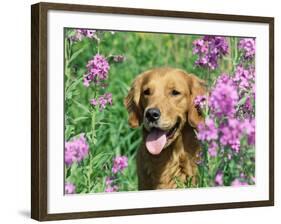 Golden Retriever Amongst Meadow Flowers, USA-Lynn M. Stone-Framed Photographic Print