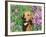 Golden Retriever Amongst Meadow Flowers, USA-Lynn M. Stone-Framed Photographic Print