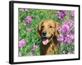 Golden Retriever Amongst Meadow Flowers, USA-Lynn M. Stone-Framed Photographic Print