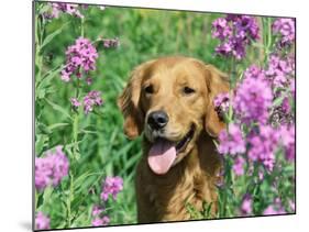 Golden Retriever Amongst Meadow Flowers, USA-Lynn M. Stone-Mounted Photographic Print