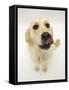 Golden Retriever Bitch Licking Her Nose-Jane Burton-Framed Stretched Canvas