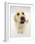 Golden Retriever Bitch Licking Her Nose-Jane Burton-Framed Photographic Print