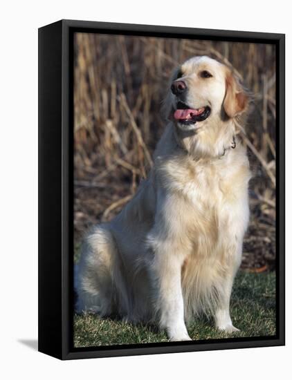 Golden Retriever Breed, USA-Lynn M. Stone-Framed Stretched Canvas