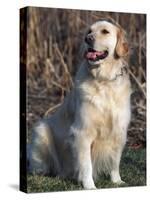 Golden Retriever Breed, USA-Lynn M. Stone-Stretched Canvas