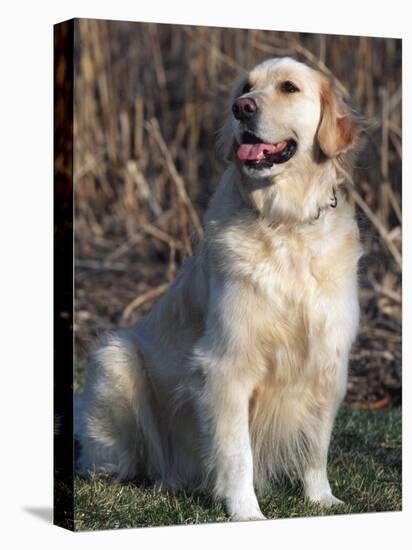 Golden Retriever Breed, USA-Lynn M. Stone-Stretched Canvas