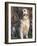 Golden Retriever Breed, USA-Lynn M. Stone-Framed Photographic Print