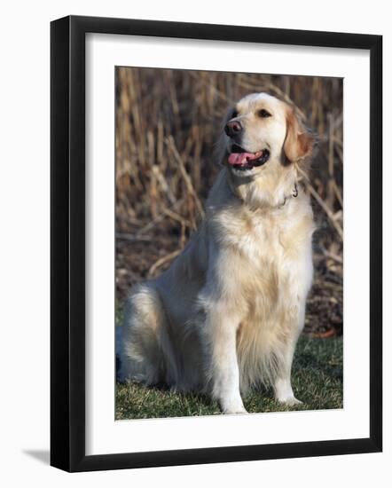 Golden Retriever Breed, USA-Lynn M. Stone-Framed Photographic Print