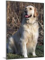 Golden Retriever Breed, USA-Lynn M. Stone-Mounted Photographic Print