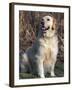 Golden Retriever Breed, USA-Lynn M. Stone-Framed Photographic Print