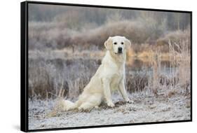 Golden Retriever by Pond on Frosty Winter Morning, Canterbury, Connecticut, USA-Lynn M^ Stone-Framed Stretched Canvas